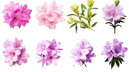 collection of soft pastel azaleas flowers isolated on a transparent background, generative ai