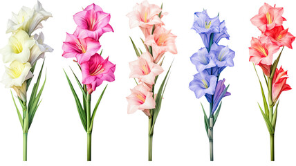 collection of soft pastel gladiolus flowers isolated on a transparent background, generative ai