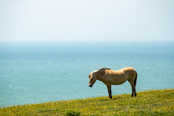 Cheval sur fond de mer, sur les falaises d'Equihen-plage