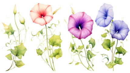 collection of soft pastel morning glories flowers isolated on a transparent background, generative ai