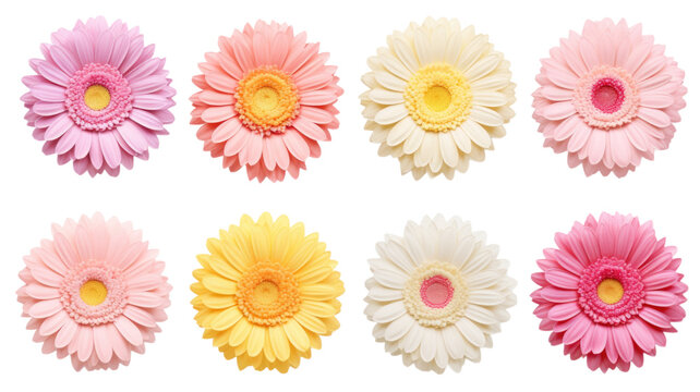 collection of soft pastel gerbera daisies flowers isolated on a transparent background, generative ai