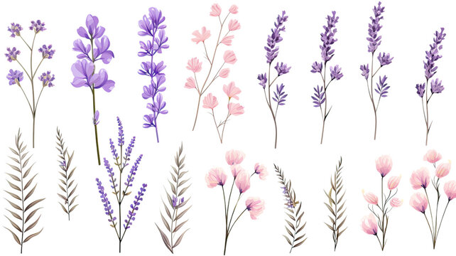 collection of soft pastel lavender flowers isolated on a transparent background, generative ai