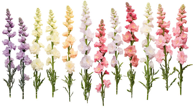 collection of soft pastel snapdragons flowers isolated on a transparent background, generative ai