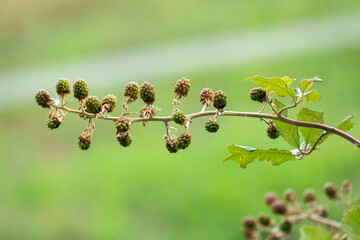 Wild blackberries grow in the nature. Ripe and unripe blackberries on a bush. food