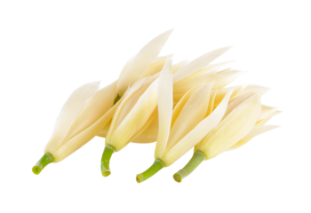 White Champaka on transparent png