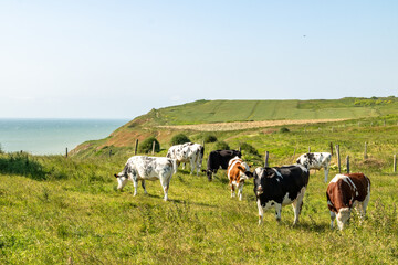 Vache dans une pâture au sommet des falaises d'Equihen