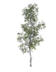 Betula populifolia, grey birch, gray, light for daylight, easy to use, 3d render, isolated