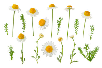 Chamomile flowers, buds and leaves set isolated transparent png. White daisy in bloom. Chamaemelum...