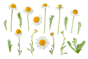 Chamomile flowers, buds and leaves set isolated transparent png. White daisy in bloom. Chamaemelum nobile herbal medicine plant.