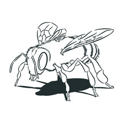 Sketch line art bee 2 vector isolated 