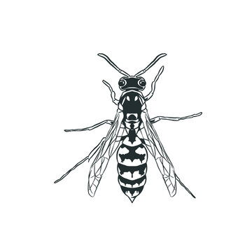 black and white wasp insect drawing clip art preview