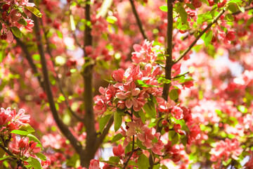 Beautiful cherry blossoms in a beautiful spring park