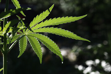 Cannabis leaf lit by the bright sun on a natural background. Selective focus.