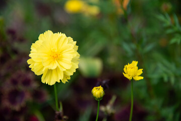 Closeup of yellow cosmos flowers in the garden