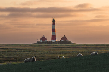 Westerheversand Lighthouse in the sunset light with sheep in the foreground