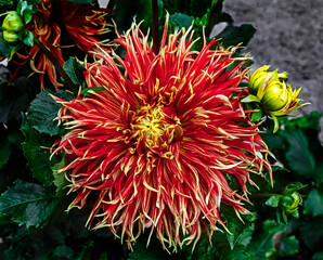 View of dahlia in the garden. Variety - Nick Sr.