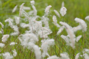 Fototapeta premium もふもふの綿毛