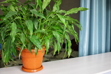 A beautiful green and lush spathiphyllum plant on a white windowsill. Home Decor