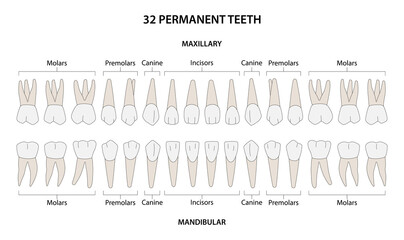 32 Permanent teeth: 8 incisors, 4 canine, 8 premolars, 12 molars