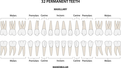 32 Permanent teeth: 8 incisors, 4 canine, 8 premolars, 12 molars