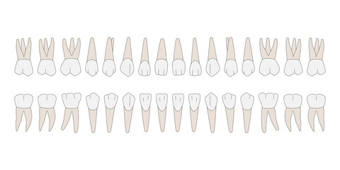 32 Permanent teeth: 8 incisors, 4 canine, 8 premolars, 12 molars