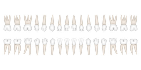 32 Permanent teeth: 8 incisors, 4 canine, 8 premolars, 12 molars