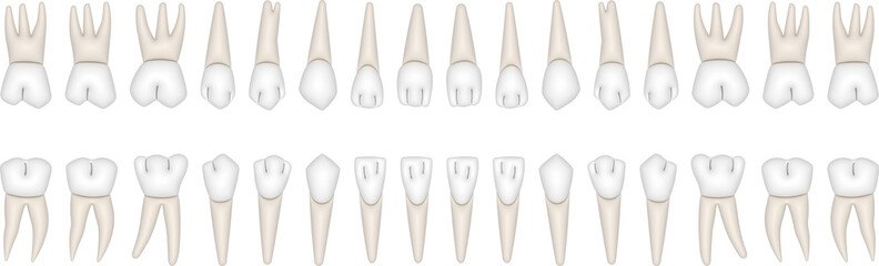 32 Permanent teeth: 8 incisors, 4 canine, 8 premolars, 12 molars