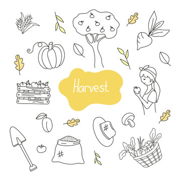 Vector set of illustrations of harvesting