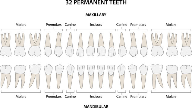 32 Permanent teeth: 8 incisors, 4 canine, 8 premolars, 12 molars
