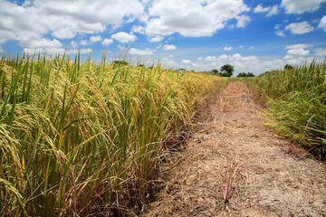 Fototapeta na wymiar Ripe paddy jasmine rice farm at harvest in Thai farm