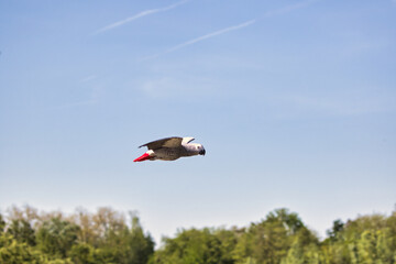 Grey Parrot in flight Photo-shot 