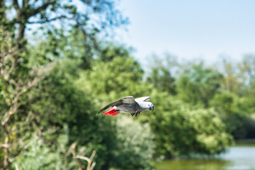 Grey Parrot in flight Photo-shot 