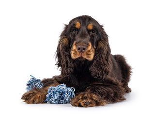 Majestic choc and tan 3 months old Cocker Spaniel dog, laying down with a blue string toy under front paw. Looking towards camera with sweet and droopy eyes. Isolated on a white background.