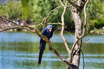 blue Hyazinthen Ara biggest Ara