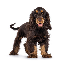 Majestic choc and tan 3 months old Cocker Spaniel dog, standing up side ways. Looking  straight to camera with sweet and droopy eyes. Isolated on a white background. Mouth open, tongue out.