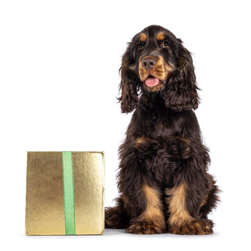 Majestic choc and tan 3 months old Cocker Spaniel dog, sitting beside golden present box. Looking  straight to camera with sweet and droopy eyes. Isolated on a white background.