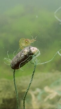 Verical video, Baltic prawn shrimp sitting on a buoy lost fishing net on green algae in Black sea, Ghost gear pollution of Seas and Ocean, Slow motion, close up 