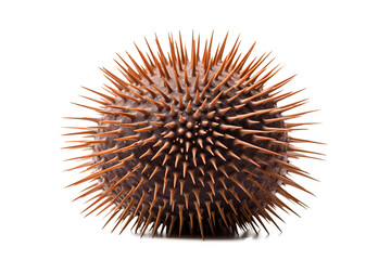 Obraz premium Sea urchin, Transparent background. generative AI