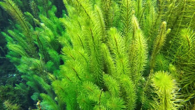 Wasserpflanze, Unterwasserpflanze, Raues Hornblatt, Ceratophyllum demersum, Unterwasseraufnahme