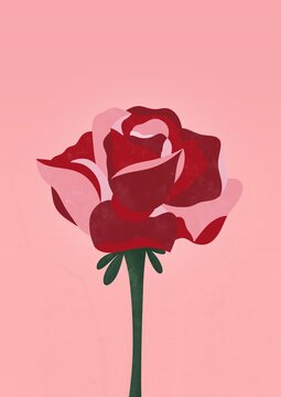 Red Rose on Pink Background 