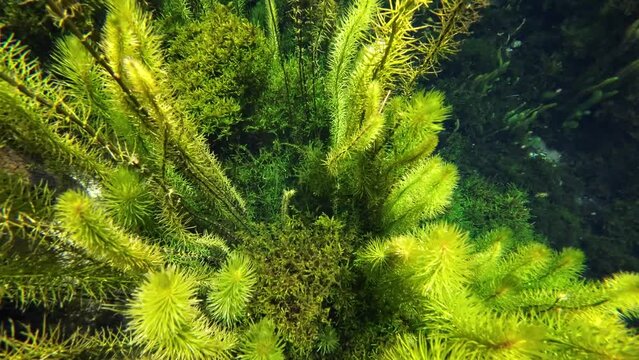 Wasserpflanze, Unterwasserpflanze, Raues Hornblatt, Ceratophyllum demersum, Unterwasseraufnahme