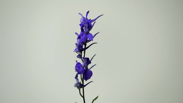 front shot of isolated purple flower, Isolation of Delphinium flower from the opposite side