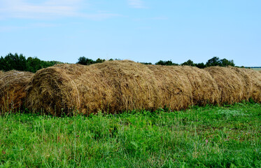 haystack on the meadow with green grass and blue sky, copy space  