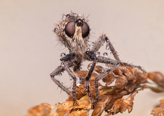 macro of a robber fly covered in morning dew