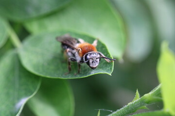 Honey Bee,Insect,Bee,Nature,Close-up,No People,Animal,Macrophotography,Animal Wildlife,Pollination,Springtime