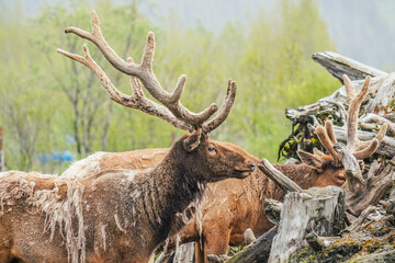 Fototapeta premium Caribou / Reindeer - Alaska