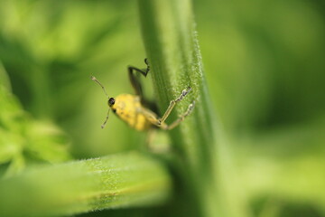 Close-up of a yellow beetle