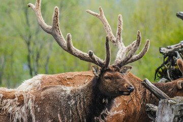 Caribou / Reindeer - Alaska