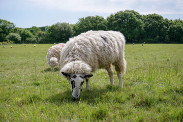 Grazing sheep in field. Agricultural farmland with woolly sheep 