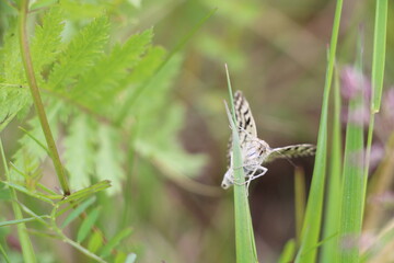 Moth close-up